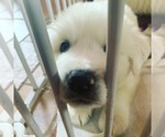 Small Photo #15 Great Pyrenees Puppy For Sale in MYAKKA CITY, FL, USA