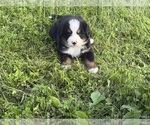Small #1 Bernese Mountain Dog