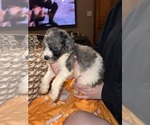 Small #2 Bernedoodle