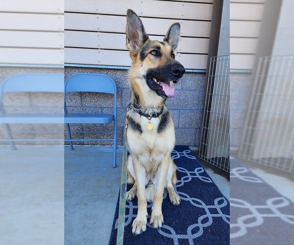 Medium Photo #1 German Shepherd Dog Puppy For Sale in Cupertino, CA, USA