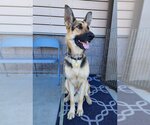 Small Photo #1 German Shepherd Dog Puppy For Sale in Cupertino, CA, USA