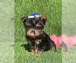 Small #3 Yorkshire Terrier