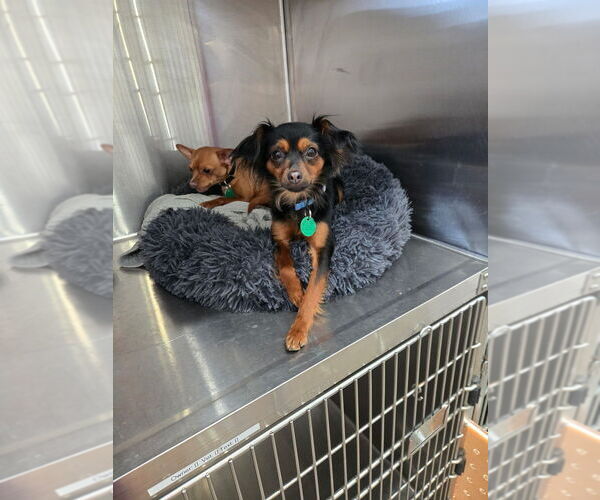 Medium Photo #4 Chihuahua-Unknown Mix Puppy For Sale in Brewster, NY, USA