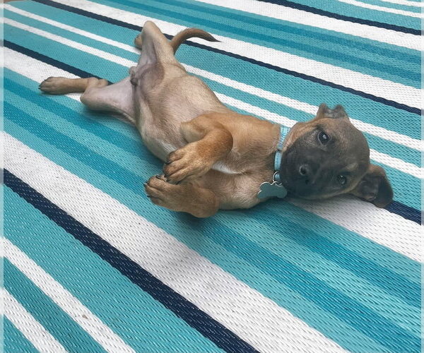 Medium Photo #5 Mountain Cur-Unknown Mix Puppy For Sale in Boston, MA, USA