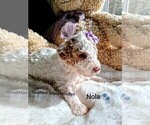 Small Photo #172 Goldendoodle (Miniature) Puppy For Sale in GASTONIA, NC, USA