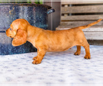 Small #2 Dachshund