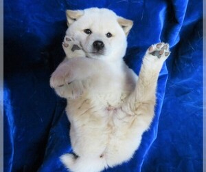 Shiba Inu Puppy for sale in NORWOOD, MO, USA