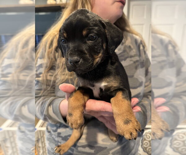 Medium Photo #5 Labrottie Puppy For Sale in Brewster, NY, USA