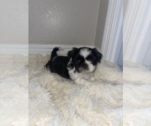 Shih Tzu Puppy for sale in WEBSTER, FL, USA