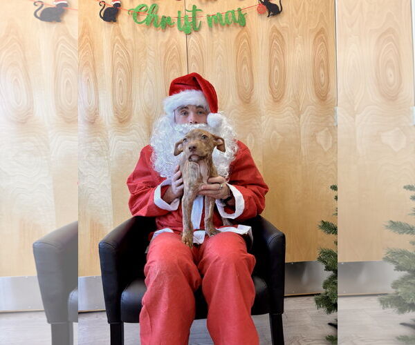 Medium Photo #8 American Staffordshire Terrier-Unknown Mix Puppy For Sale in Holly Springs, NC, USA