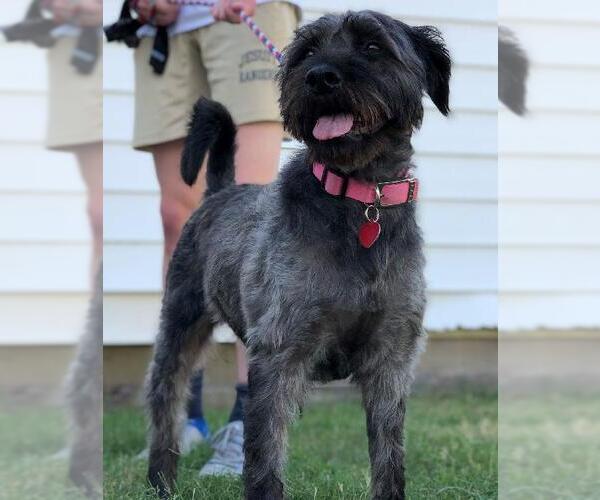 Medium Photo #3 Mutt Puppy For Sale in Denton, TX, USA