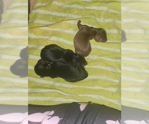Dachshund Puppy for sale in NORFOLK, VA, USA