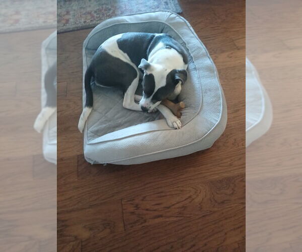 Medium Photo #27 Mutt Puppy For Sale in Candler, NC, USA