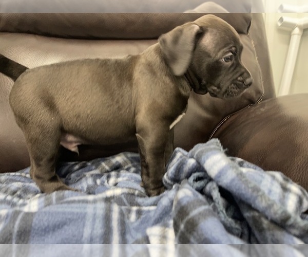 Medium Photo #24 American Bully Puppy For Sale in REESEVILLE, WI, USA