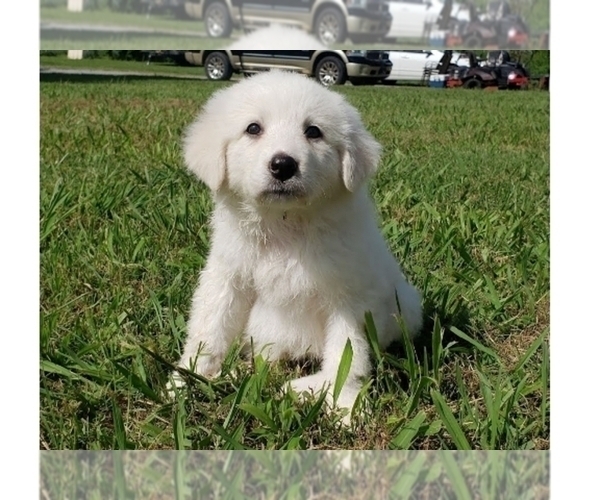 Medium Photo #30 Great Pyrenees Puppy For Sale in SHELBYVILLE, TN, USA