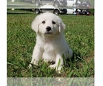 Small #29 Great Pyrenees