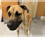 Small Great Dane Mix