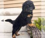 Small #1 Bernedoodle (Miniature)