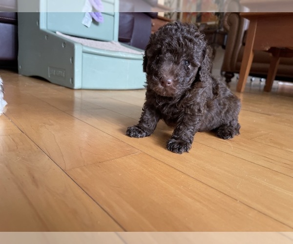 Medium Photo #2 Poodle (Toy) Puppy For Sale in GRAHAM, NC, USA