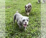 Small #9 Olde English Bulldogge