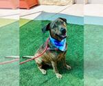 Small #1 Mastiff Mix
