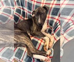 Small #2 American Pit Bull Terrier Mix