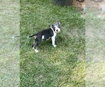Small Photo #1 American Bully Puppy For Sale in MACON, GA, USA