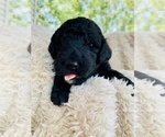 Small Photo #6 Goldendoodle Puppy For Sale in COLUMBIA CITY, IN, USA