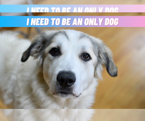 Medium Photo #1 Great Pyrenees-Unknown Mix Puppy For Sale in Mundelein, IL, USA