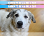 Pearl - Female Great Pyrenees-Unknown Mix Dog for Adoption - Small photo