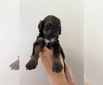 Small #3 Bernedoodle