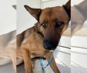 German Shepherd Dog Dogs for adoption in Bakersfield, CA, USA