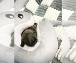 Image preview for Ad Listing. Nickname: AKC Black Sable