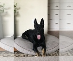 Small Photo #1 German Shepherd Dog Puppy For Sale in SPANAWAY, WA, USA