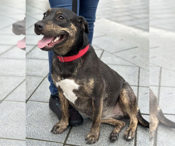 Medium Photo #4 Rottweiler-Unknown Mix Puppy For Sale in Hillsboro, NH, USA