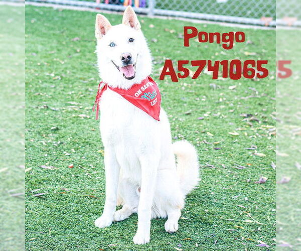 Medium Photo #1 Gerberian Shepsky Puppy For Sale in Downey, CA, USA