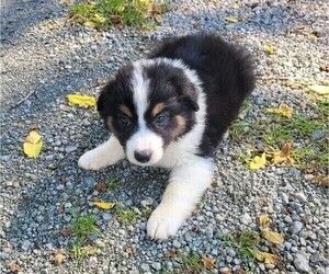 Australian Shepherd Puppy for sale in NOVI, MI, USA