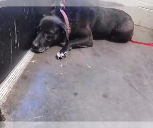 Labrador Retriever-Unknown Mix Dogs for adoption in Tulsa, OK, USA