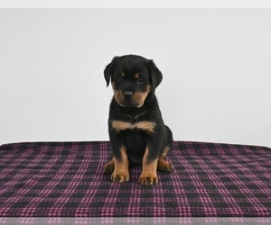 Rottweiler Puppy for sale in APPLE CREEK, OH, USA
