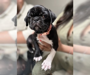 Pug Puppy for sale in LENEXA, KS, USA