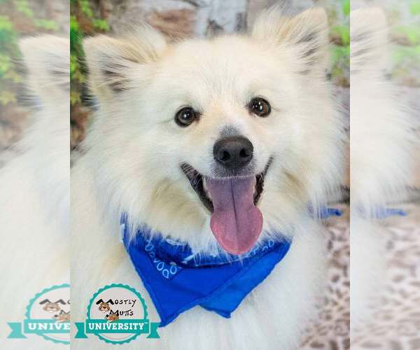 Medium Photo #1 Pomeranian-pomeranian spitz Mix Puppy For Sale in Kennesaw, GA, USA