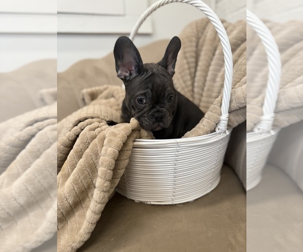 Medium Photo #4 French Bulldog Puppy For Sale in WEST MIFFLIN, PA, USA