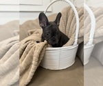 Puppy Atticus French Bulldog