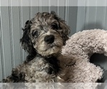 Small Photo #11 Aussiedoodle-Goldendoodle Mix Puppy For Sale in ETOWAH, TN, USA