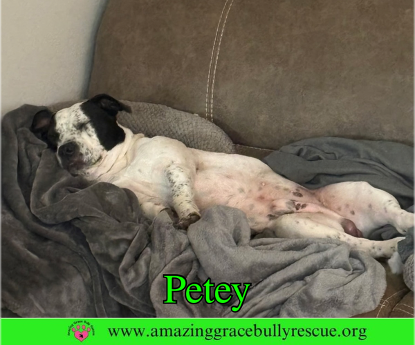 Medium Photo #4 American Bulldog-Unknown Mix Puppy For Sale in Milton, FL, USA