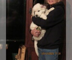 Small Photo #6 English Cream Golden Retriever Puppy For Sale in NORTHWOOD, OH, USA