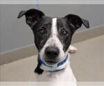 FLOKI - Male Mutt Dog for Adoption - Small photo