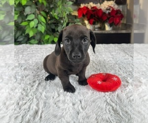 Dachshund Puppy for sale in GREENWOOD, IN, USA