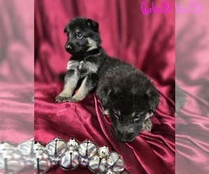 German Shepherd Dog Puppy for Sale in APACHE JUNCTION, Arizona USA