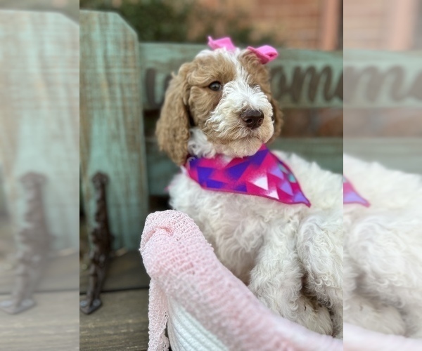 Medium Photo #11 Goldendoodle Puppy For Sale in SHERMAN, TX, USA